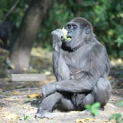 ブロンクス動物園　ゴリラ　採食